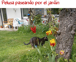 Pelusa paseando por el jardín Pelusa paseando por el jardín
