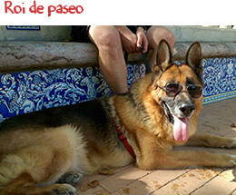Roi de paseo Roi de paseo