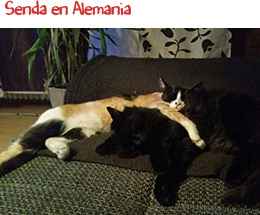 Senda en Alemania Senda en Alemania