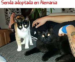 Senda adoptada en Alemania Senda adoptada en Alemania