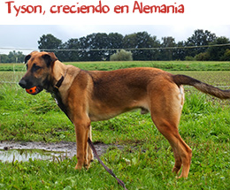 Tyson, creciendo en Alemania Tyson, creciendo en Alemania
