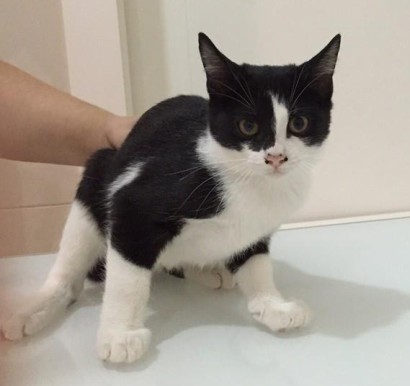 Nombre del gato Nombre del gato