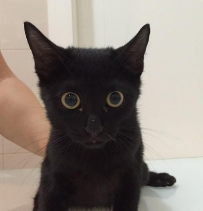Nombre del gato Nombre del gato