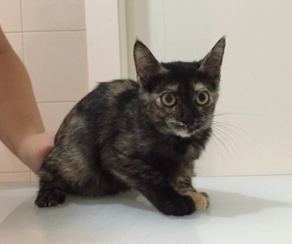 Nombre del gato Nombre del gato