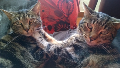 Nombre del gato