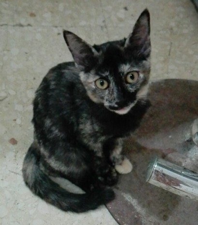 Nombre del gato Nombre del gato
