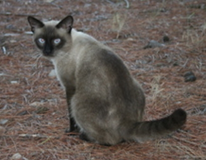 Nombre del gato Nombre del gato