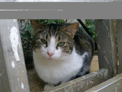 Nombre del gato Nombre del gato