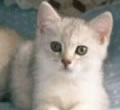 &iquest;Quieres adoptar un gato de un particular?
