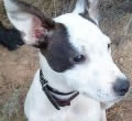 &iquest;Quieres adoptar un perro de un particular?