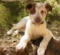 Möchten Sie einen Hund von einer Privatperson adoptieren? Möchten Sie einen Hund von einer Privatperson adoptieren?