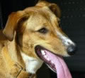 &iquest;Quieres adoptar un perro de ASPAC?