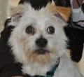 ¿Quieres adoptar un perro de un particular? ¿Quieres adoptar un perro de un particular?