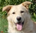 ¿Quieres adoptar un perro de ASPAC? ¿Quieres adoptar un perro de ASPAC?