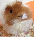 Cobaya
