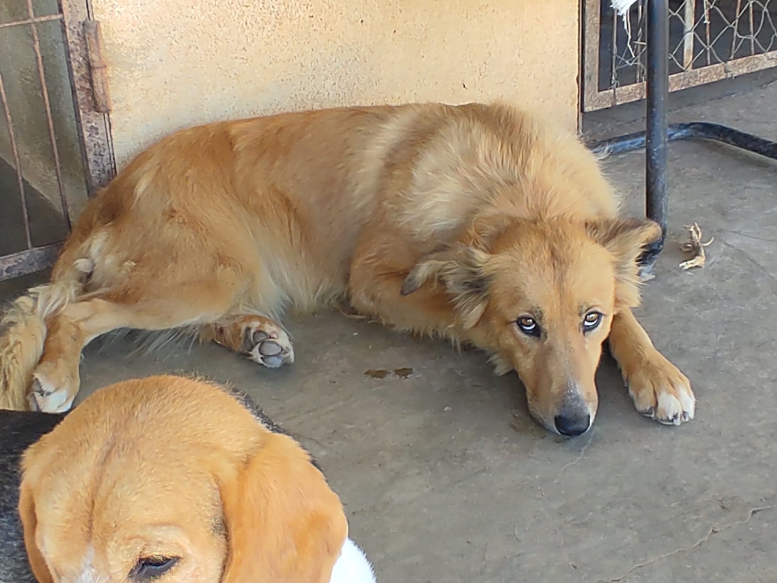 Canela