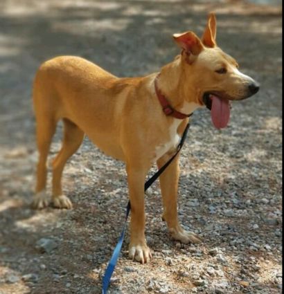 Nombre del perro Nombre del perro