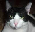 ¿Quieres apadrinar un gato? ¿Quieres apadrinar un gato?