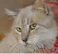 ¿Quieres apadrinar un gato? ¿Quieres apadrinar un gato?
