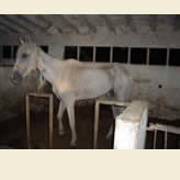 Rescate de caballos