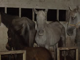 Rescate de caballos