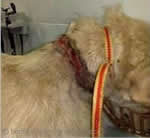 Perro herido