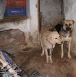 Perro