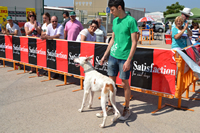 Concurso canino "Mi perro, mi amigo"