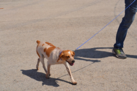 Concurso canino "Mi perro, mi amigo"