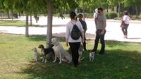 I. Fiesta Canina I. Fiesta Canina