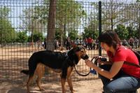 I. Fiesta Canina I. Fiesta Canina