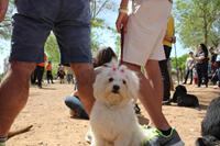 I. Fiesta Canina I. Fiesta Canina