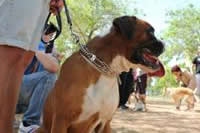 I. Fiesta Canina I. Fiesta Canina