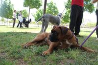 I. Fiesta Canina I. Fiesta Canina