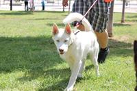 I. Fiesta Canina I. Fiesta Canina