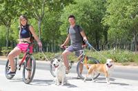 I. Fiesta Canina I. Fiesta Canina