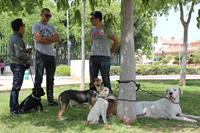I. Fiesta Canina I. Fiesta Canina