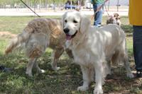 I. Fiesta Canina I. Fiesta Canina
