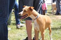 I. Fiesta Canina I. Fiesta Canina