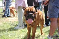 I. Fiesta Canina I. Fiesta Canina