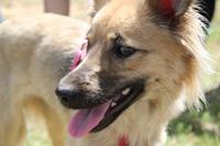 I. Fiesta Canina I. Fiesta Canina