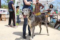 I. Fiesta Canina I. Fiesta Canina