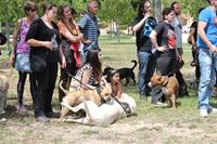 I. Fiesta Canina I. Fiesta Canina