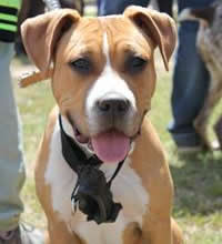 I. Fiesta Canina I. Fiesta Canina