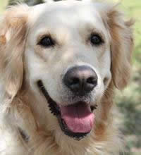 I. Fiesta Canina I. Fiesta Canina