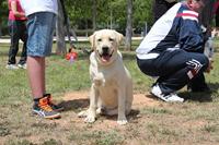 I. Fiesta Canina I. Fiesta Canina