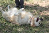 I. Fiesta Canina I. Fiesta Canina