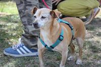 I. Fiesta Canina I. Fiesta Canina