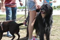 I. Fiesta Canina I. Fiesta Canina