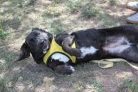 I. Fiesta Canina I. Fiesta Canina